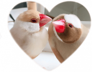 coeur