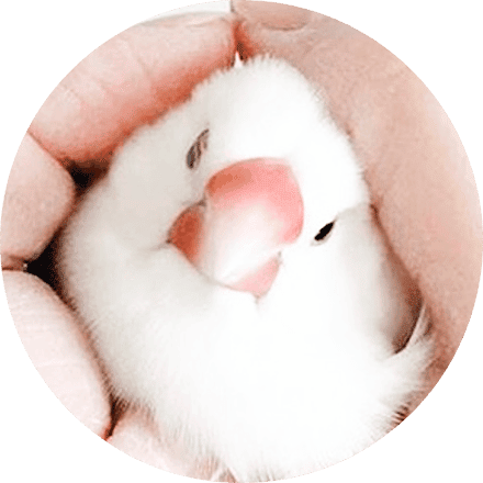 PADDA CALIN PADDA CALIN
