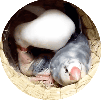 MAMAN QUI NOURRIE SON BÉBÉ PADDA MAMAN QUI NOURRIE SON BÉBÉ PADDA