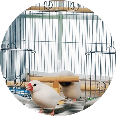 OUVRIR LA CAGE AUX OISEAUX OUVRIR LA CAGE AUX OISEAUX