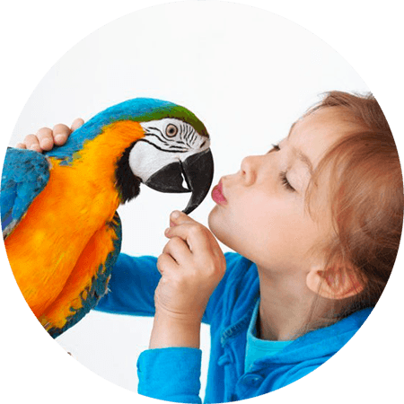 PERROQUET AVEC ENFANT PERROQUET AVEC ENFANT
