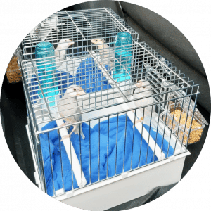 cage indiv