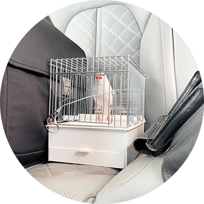 CAGE DE TRANSPORT POUR PADDA CAGE DE TRANSPORT POUR PADDA