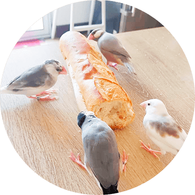LE PADDA EST UN ANIMAL GRÉGAIRE LE PADDA EST UN ANIMAL GRÉGAIRE