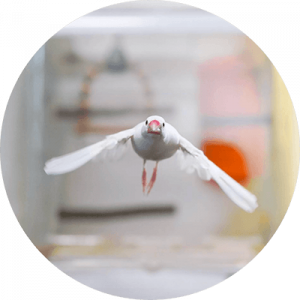 padda-qui-vole-compressor