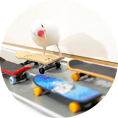 skate
