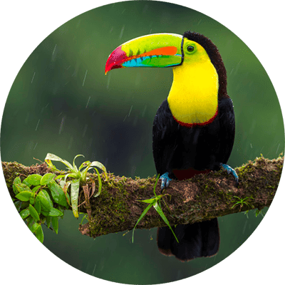 TOUCAN TOUCAN