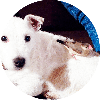 vcvbcvbcvbc PADDA ET CHIEN