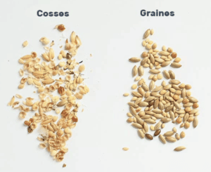 cosses et graines